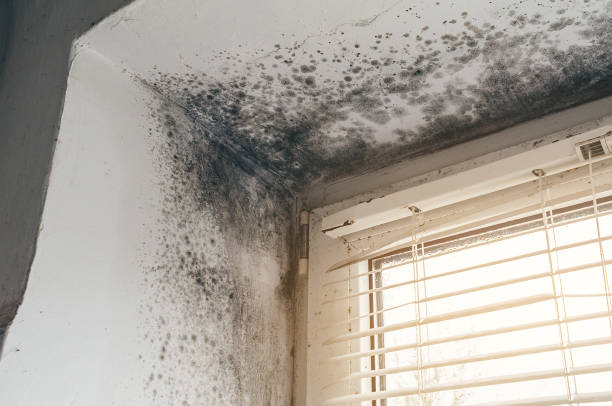 Affordable Attic Mold Remediation solutions in Victoria, VA